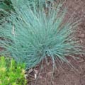 Festuca glauca ´Azurit´